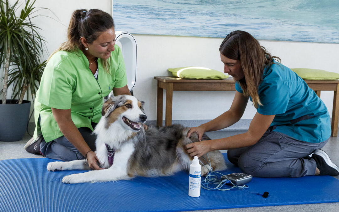 Auxiliaire Spécialisée en Physiothérapie vétérinaire – ASV
