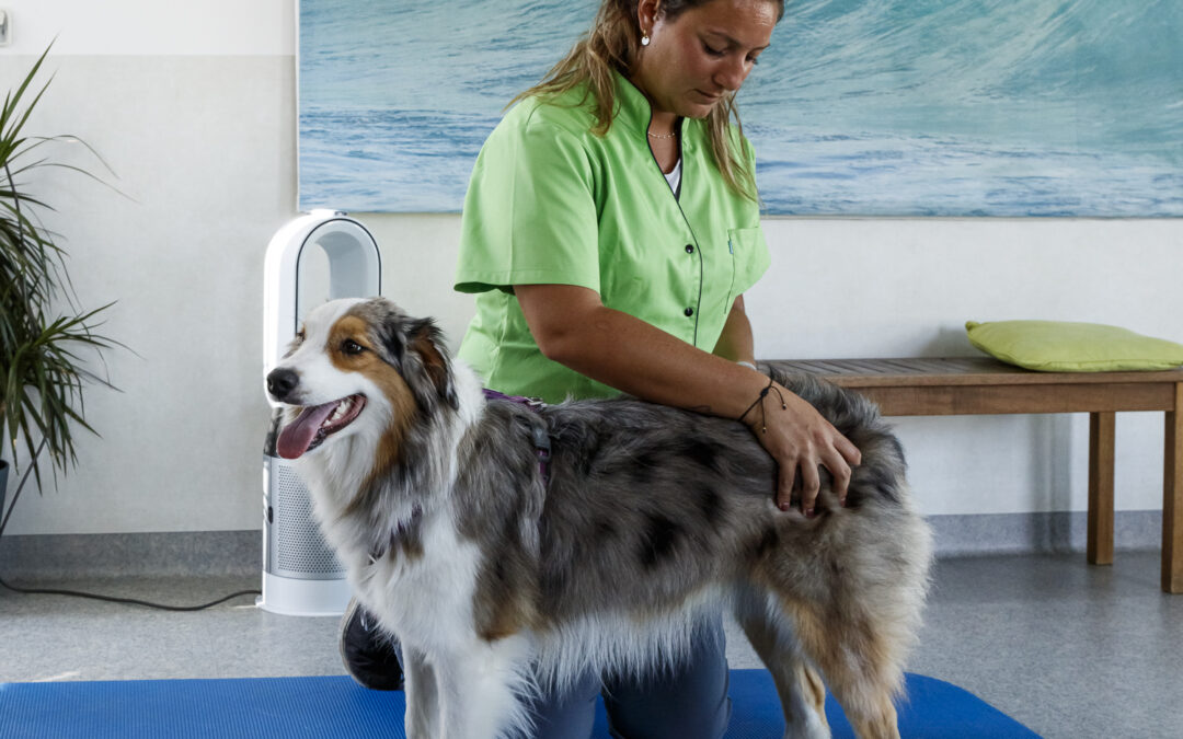 Physiothérapie et rééducation fonctionnelle canine